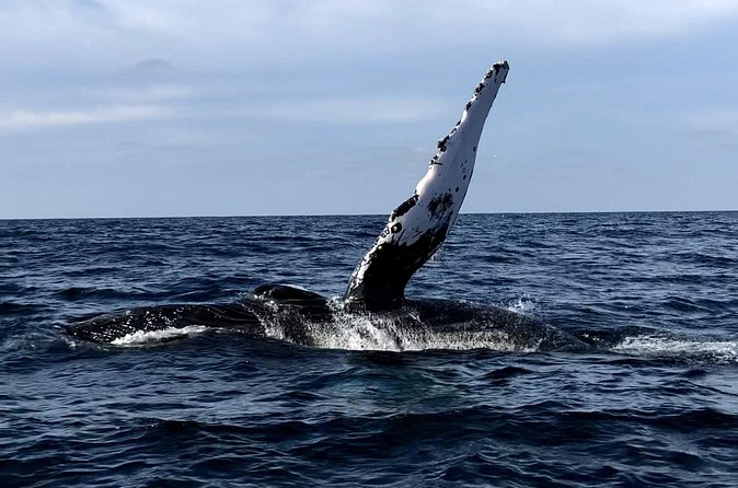 Humpback Whale Watching • Private Tour • Punta Mita - What You Might See: Breathing, Fins, Tails, and the Unwritten Part