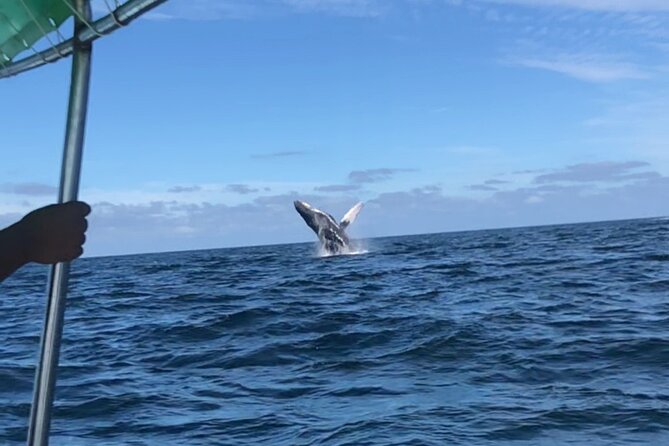 Humpback Whale Watching • Private Tour • Punta Mita - On-Board Comfort: Calm Viewing, Drinks Included, and a Certified Team