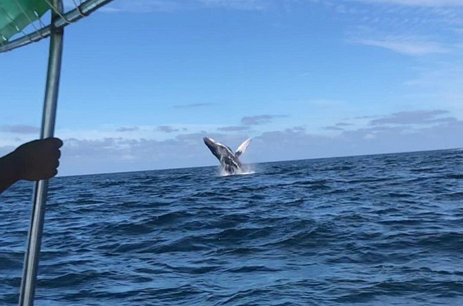 Humpback Whale Watching • Private Tour • Punta Mita - Price and Value: What $297.86 Means for a Group of Up to 8