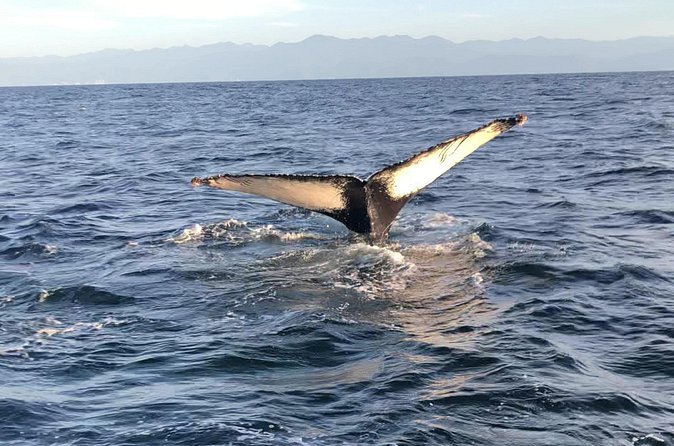 Humpback Whale Watching • Private Tour • Punta Mita - Getting There: Where the Tour Starts and Ends