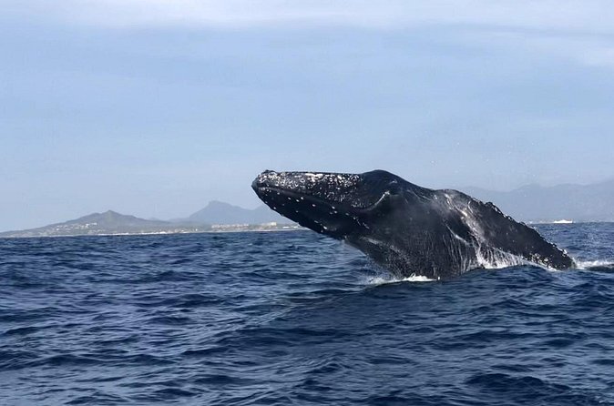 Humpback Whale Watching • Private Tour • Punta Mita - Who This Tour Is Best For (And Who Might Want Something Else)
