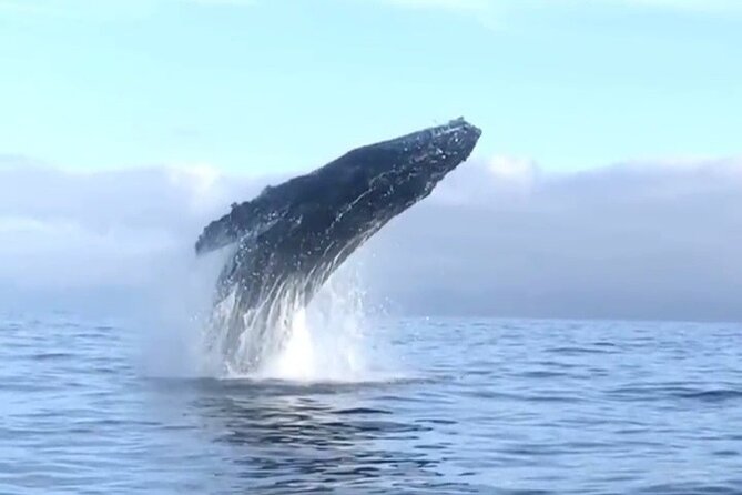 Humpback Whale Watching • Private Tour • Punta Mita - How the Crew Finds Whales Without Messing With Them