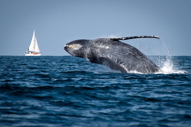 Humpback whales Watching + Samana Eco-Tour - Whale Season Basics: How Samaná Pulls in Humpbacks