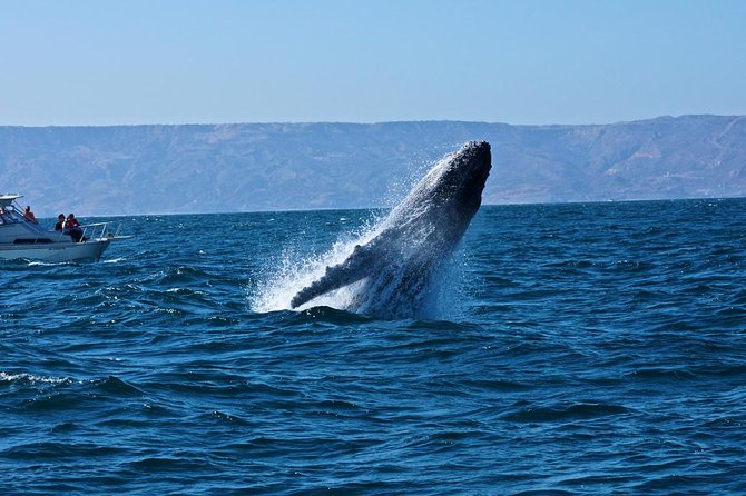 Humpback whales Watching + Samana Eco-Tour - Price and Value: What $165 Covers (and What Doesn’t)
