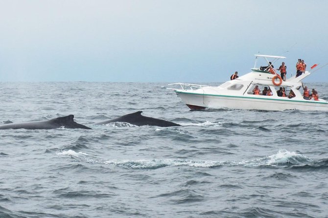 Humpback whales Watching + Samana Eco-Tour - Samana Bay Cruising and a Quick City Touch in Samaná Province