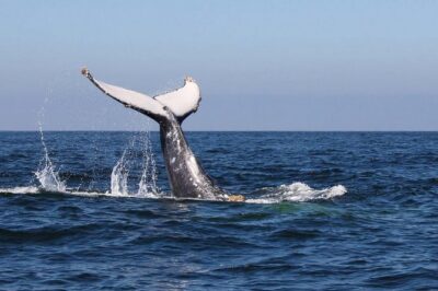 Humpback whales Watching + Samana Eco-Tour - 6:00 am to the Sea: How Getting There Shapes the Day