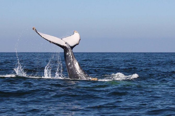 Humpback whales Watching + Samana Eco-Tour - 6:00 am to the Sea: How Getting There Shapes the Day