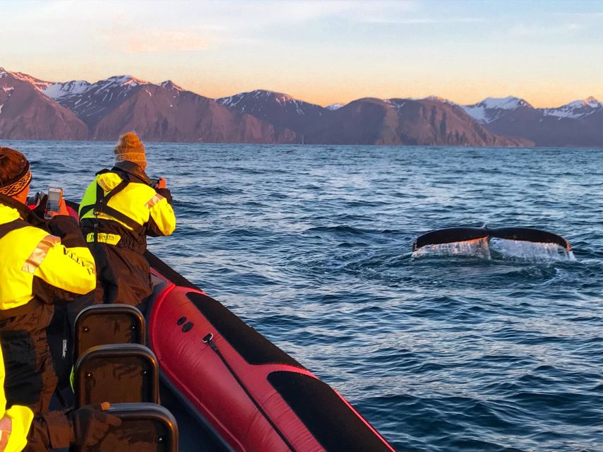 Húsavík: Big Whales and Puffin Island Speedboat Tour - Skjálfandi Bay: where Húsavík’s whales show up again and again