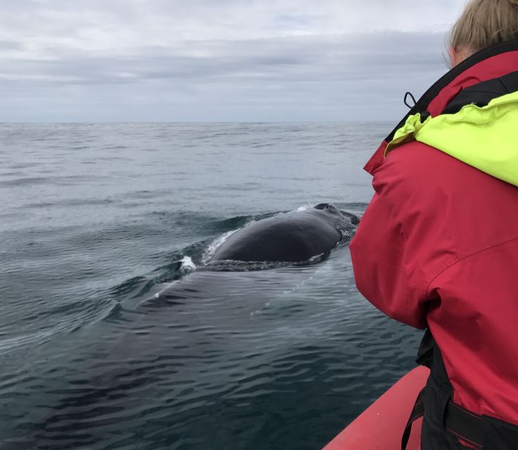 Húsavík: Big Whales and Puffin Island Speedboat Tour - Who should book this tour, and who should skip it