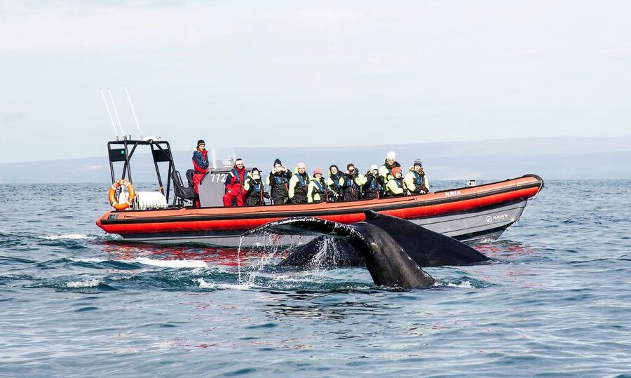 Húsavík: Big Whales and Puffin Island Speedboat Tour - Why the RIB speedboat changes whale watching (in a good way)