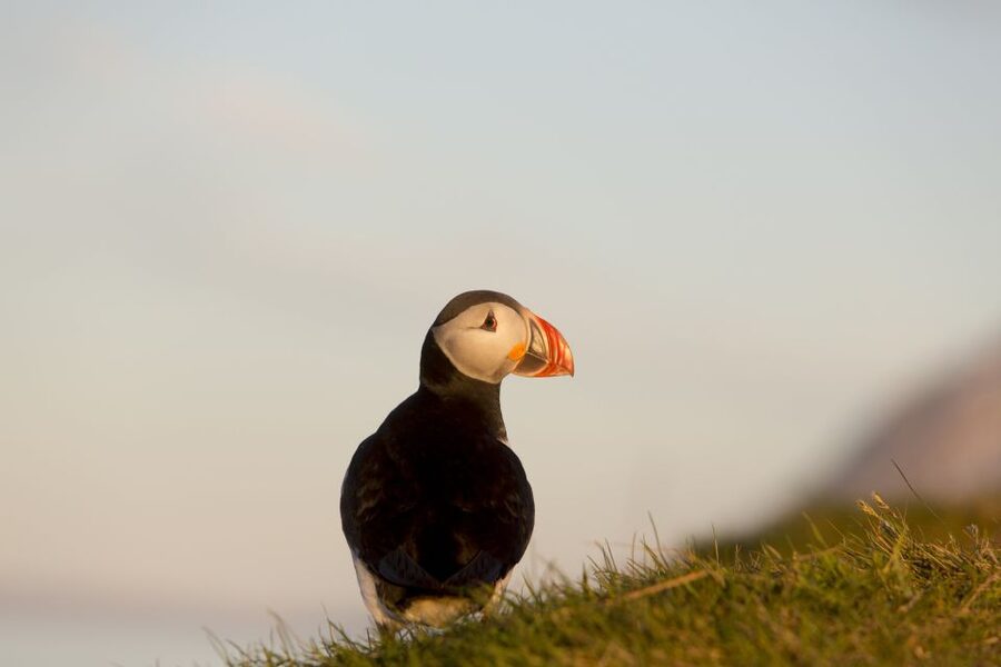 Húsavík: Big Whales and Puffin Island Speedboat Tour - What whales and dolphins look like from a boat that keeps moving