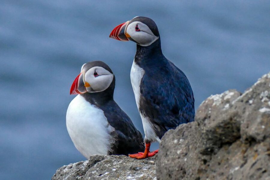 Húsavík: Big Whales and Puffin Island Speedboat Tour - Staying warm: overalls, layers, and the gloves issue