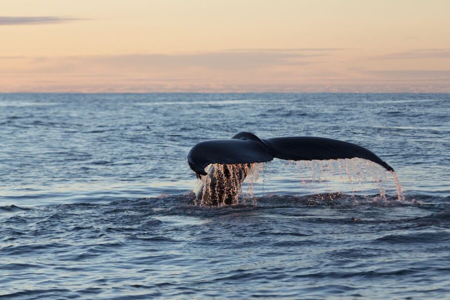 Húsavík: Big Whales and Puffin Island Speedboat Tour - The two-hour structure: how the time gets spent