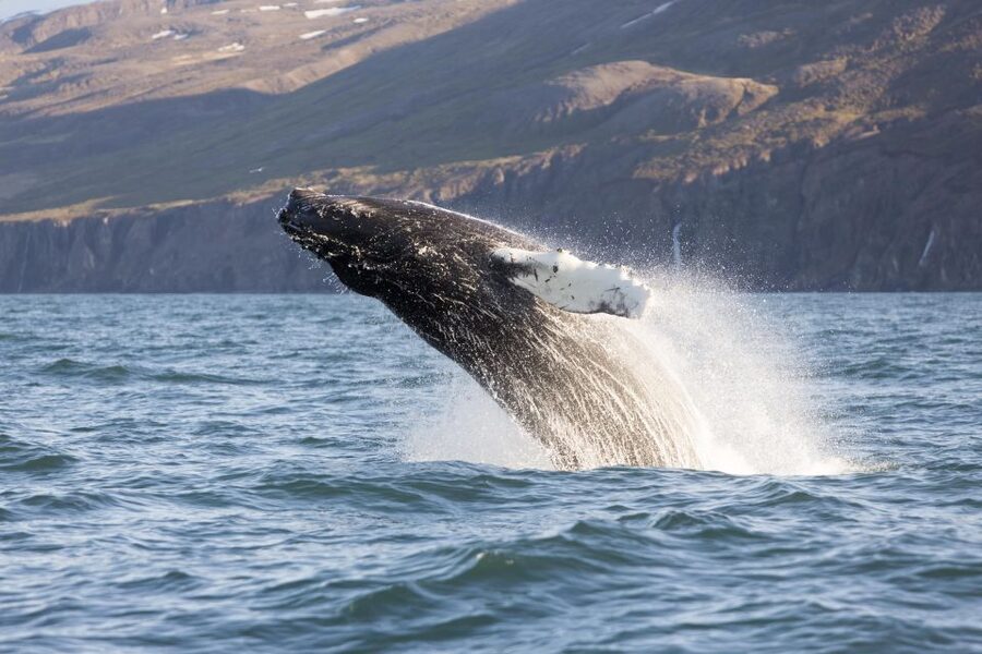 Húsavík: Big Whales and Puffin Island Speedboat Tour - Price and value: is $198 worth it?