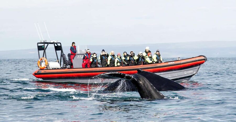 Húsavík: Big Whales and Puffin Island Speedboat Tour - Safety briefing, then straight to wildlife searching