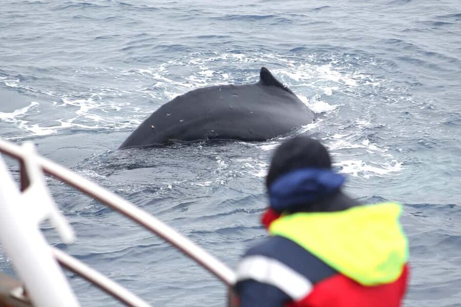 Húsavík: Family-Run and Guided Whale Watching Tour - First Steps: Finding the Boat Tour Office Near Fish and Chips