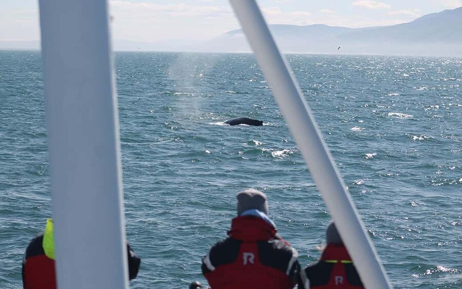 Húsavík: Family-Run and Guided Whale Watching Tour - Watching Like a Pro: What the Guide Actually Does