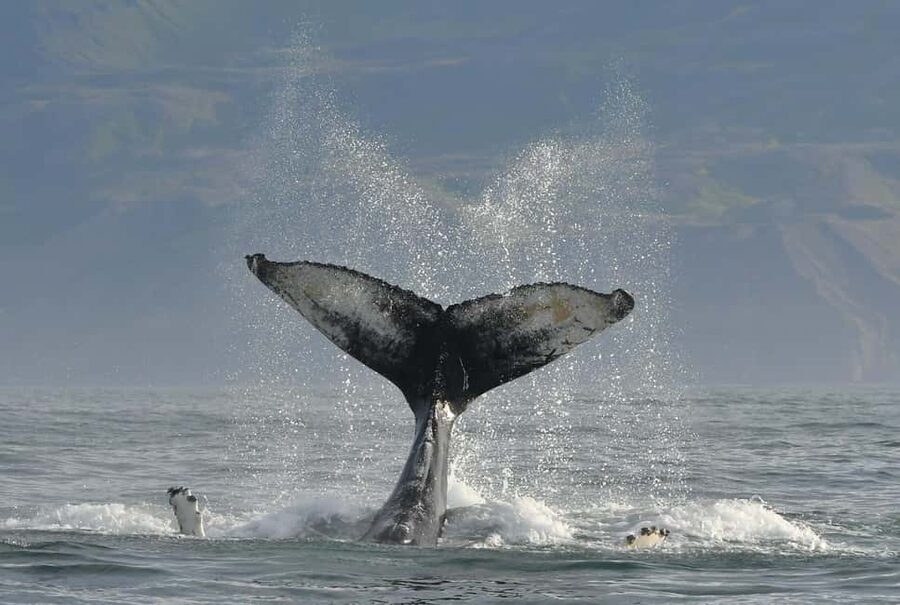 Húsavík: Family-Run and Guided Whale Watching Tour - Price and Value: Is $84 Worth 3 Hours on the Water?