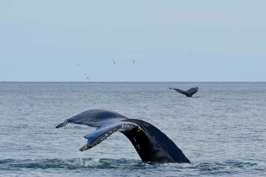 Húsavík: Family-Run and Guided Whale Watching Tour - Who This Tour Fits Best (and Who Should Skip It)