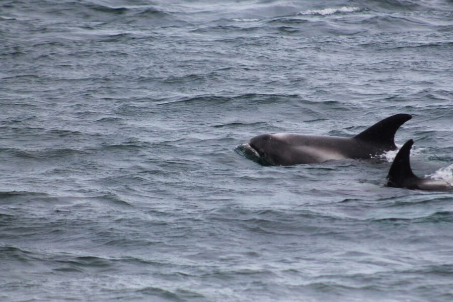 Húsavík: Family-Run and Guided Whale Watching Tour - Responsible Whale Watching: Distance, Rules, and a Calm Crew
