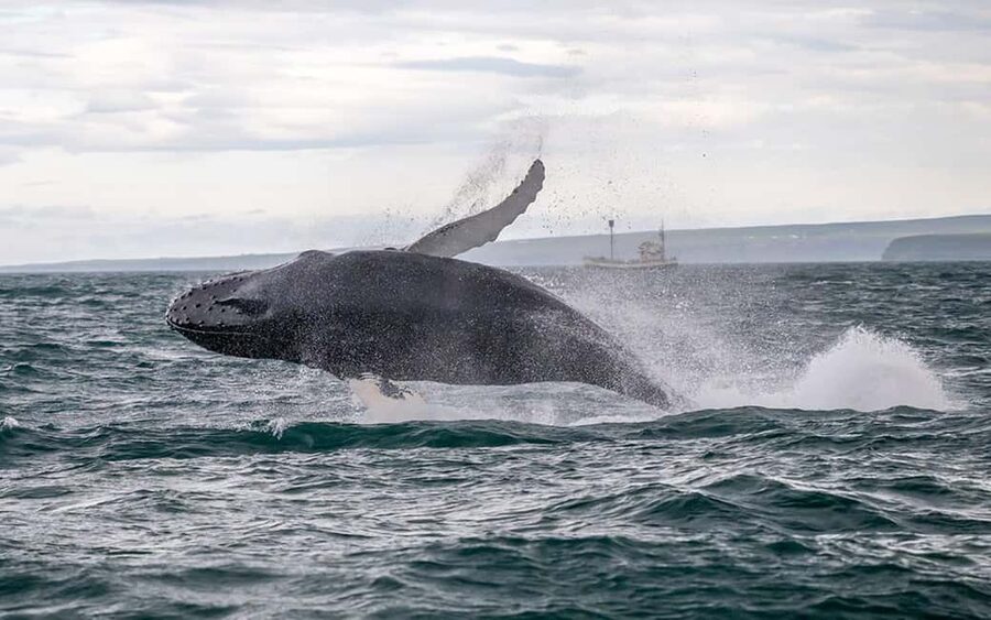 Húsavík: Family-Run and Guided Whale Watching Tour - What You Can Spot: Humpbacks, Minke, Dolphins, and Rare Visitors