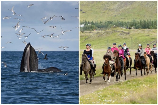 Icelandic Horse Riding and Whale Watching Cruise from Reykjavík - Key Things You Should Know Before You Go