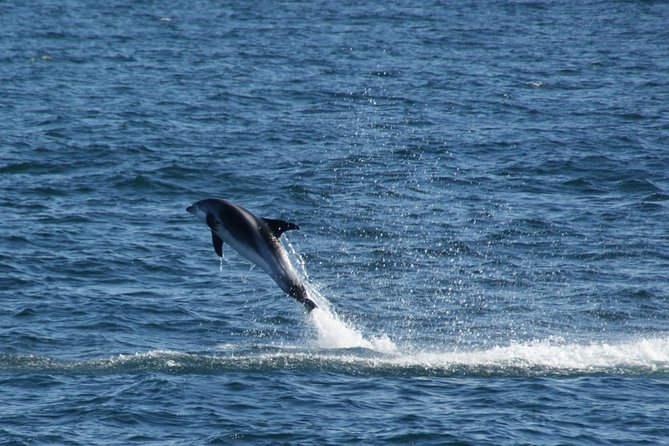 Icelandic Horse Riding and Whale Watching Cruise from Reykjavík - Elding Whale Watching in Reykjavík: 3 Hours in Faxaflói Bay