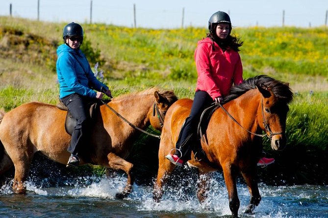 Icelandic Horse Riding and Whale Watching Cruise from Reykjavík - Weather, Season, and How to Think About Whale Sightings