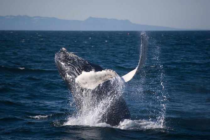 Icelandic Horse Riding and Whale Watching Cruise from Reykjavík - Who This Tour Fits Best (And Who Might Feel Off-Profile)