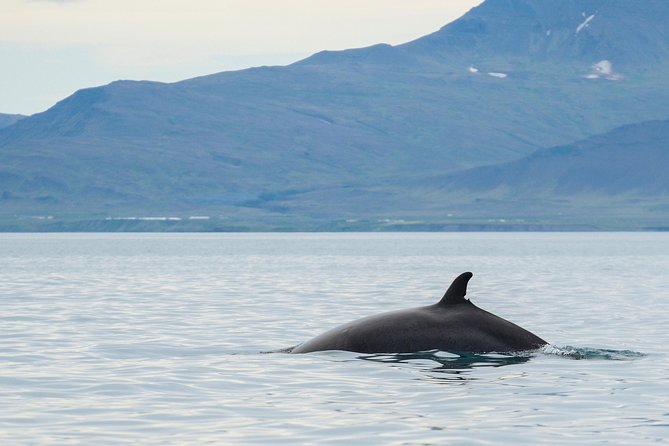 Icelandic Horse Riding and Whale Watching Cruise from Reykjavík - Should You Book This Horse-and-Whale Day?