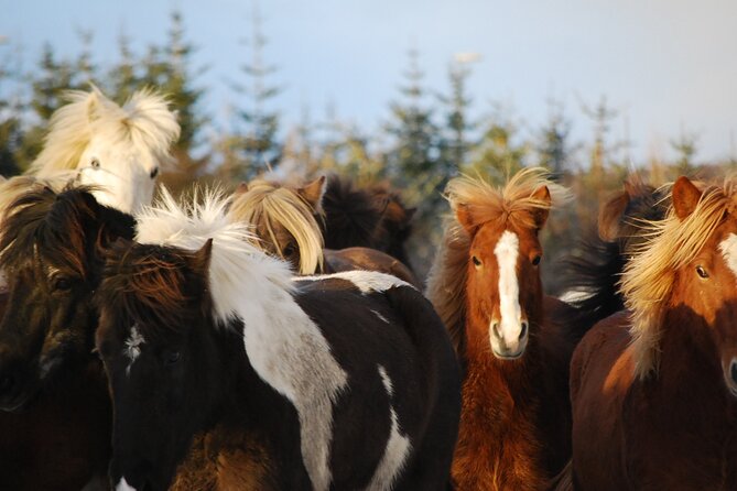 Icelandic Horse Riding and Whale Watching Tour from Reykjavik - The Ride Itself: Tölt, Lava Fields, and Photo Stops That Feel Real