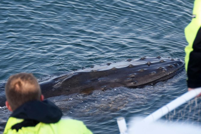Icelandic Horse Riding and Whale Watching Tour from Reykjavik - Back to Old Harbor: Lunch Time Without Losing the Whale-Spotting Window