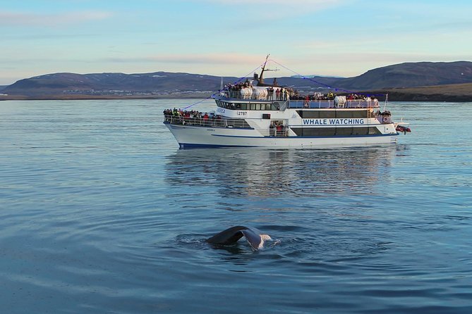 Icelandic Horse Riding and Whale Watching Tour from Reykjavik - Whale Watching in Faxaflói Bay: What You Might See and Why Fast Matters
