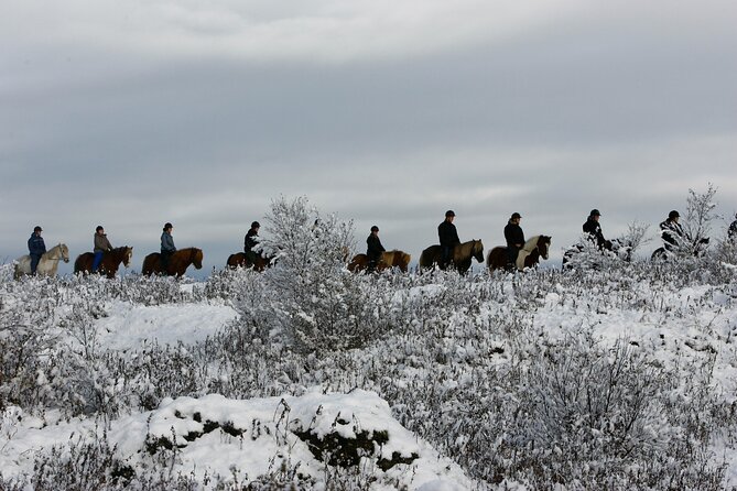 Icelandic Horse Riding and Whale Watching Tour from Reykjavik - Getting From Reykjavik To Íshestar Stables: Meeting the Icelandic Horse On Its Terms
