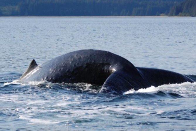 Icy Strait Shore Excursion: Whale Watching Adventure Tour - Getting from Icy Strait Point gates to Shaman Point without stress