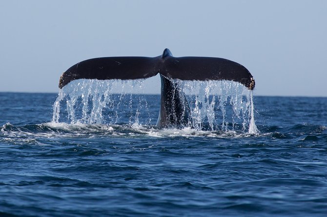 Icy Strait Shore Excursion: Whale Watching Adventure Tour - Timing, weather, and clothing: how to make the 3 hours feel longer