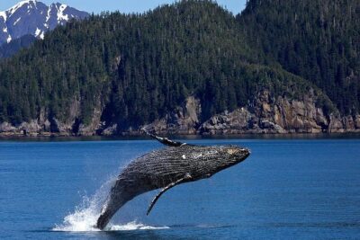 Icy Strait Shore Excursion: Whale Watching Adventure Tour - The charter boat: fast, warm, and built for serious viewing