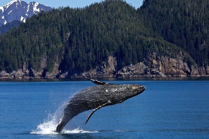 Icy Strait Shore Excursion: Whale Watching Adventure Tour - The charter boat: fast, warm, and built for serious viewing