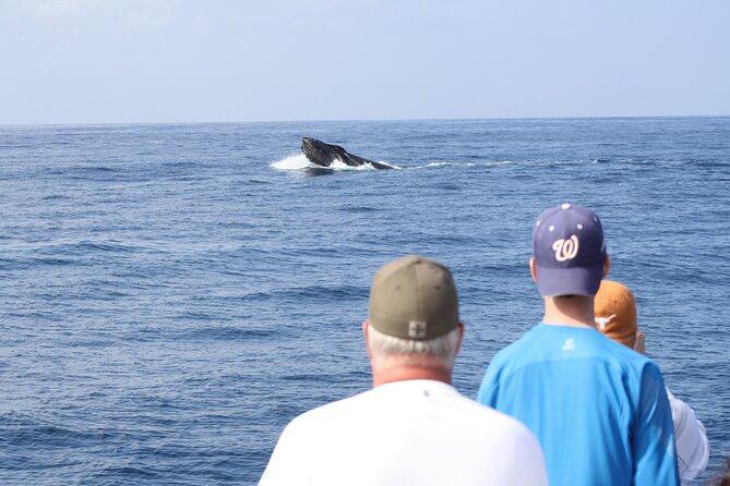 'Imiloa Express Whale Watch and Cocktail Tour - Key things to know before you go