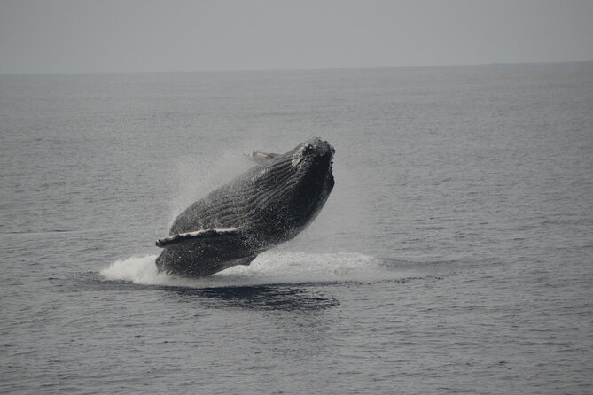 'Imiloa Express Whale Watch and Cocktail Tour - Meeting at Kauai Sea Tours: timing and on-the-ground realities