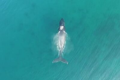 'Imiloa Express Whale Watch and Cocktail Tour - On the water: how whale spotting works (and what to watch for)