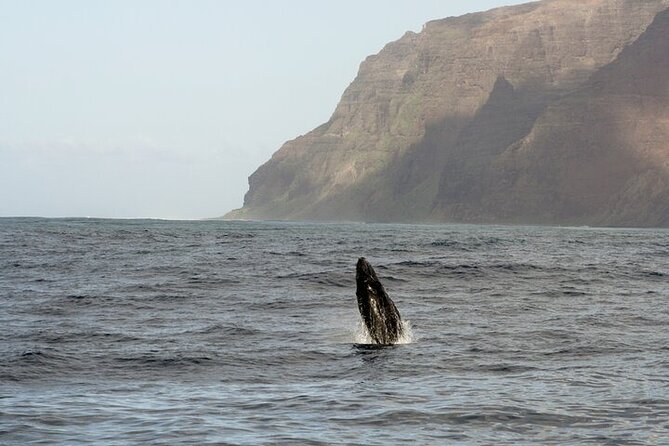 'Imiloa Express Whale Watch and Cocktail Tour - Scenery along Kauai’s south coast: photos, dolphins, and possible side views