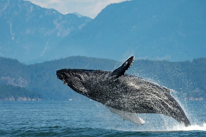 Intimate West Coast Whale Watching - Partly-Sheltered - Key highlights you’ll care about