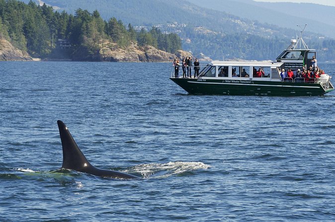 Intimate West Coast Whale Watching - Partly-Sheltered - Comfort that actually matters on a 3–5 hour ride
