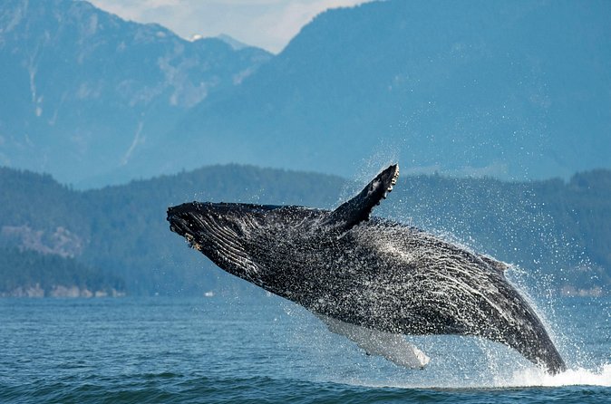 Intimate West Coast Whale Watching - Partly-Sheltered - Price and value: what $169.34 is really buying
