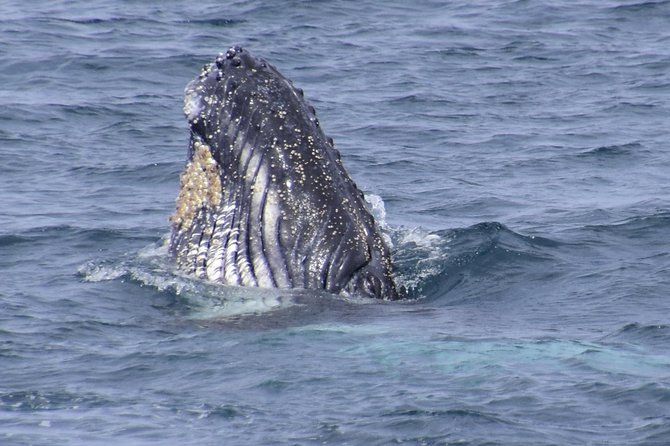 Jervis Bay Whale Watching Tour - Quick Hits: What Makes This Whale Watch Work