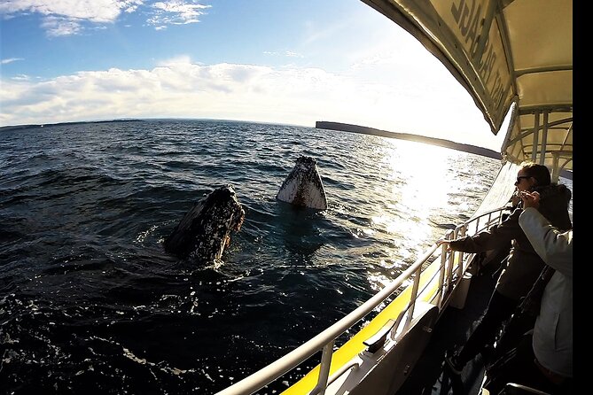 Jervis Bay Whale Watching Tour - The 2-Hour Cruise Feel: Time on the Water vs Time Chasing