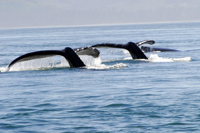Juneau Lighthouse Tours - Whale watching & Lighthouse Combo - Key Points You Should Know Before You Go