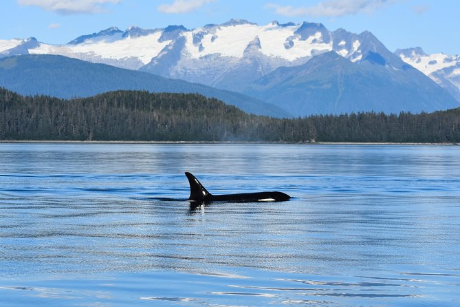 Juneau Lighthouse Tours - Whale watching & Lighthouse Combo - Included Snacks and Drinks: This Is Part of the Value