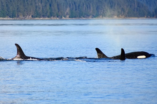 Juneau Lighthouse Tours - Whale watching & Lighthouse Combo - Price and Value: $199 for a 4+ Hour Combo Day